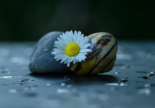 Stillleben