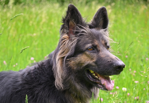 Tiere